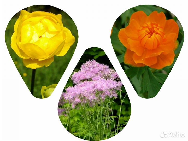 Многолетние цветы для сада