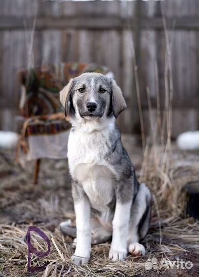 Щенок в добрые руки бесплатно