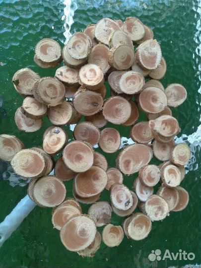 Спилы дерева