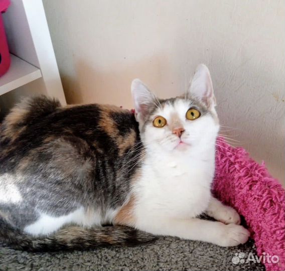 Трёхцветная нежная кошка Лапуля 11 мес. в дар