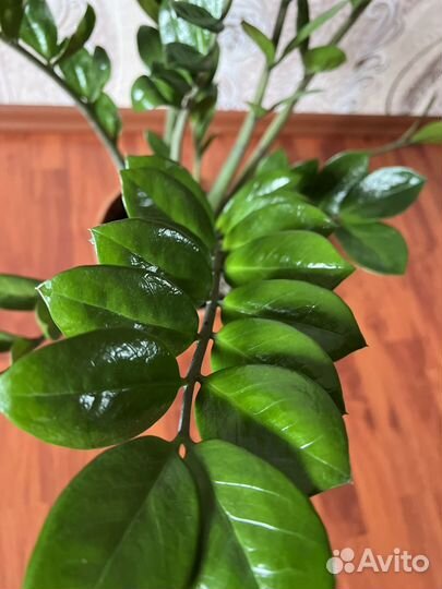 Замиокулькас