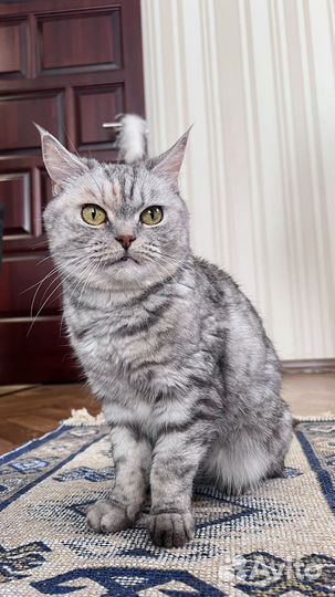 Кошка