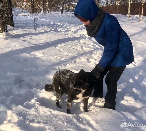 Кобелек друг и охранник