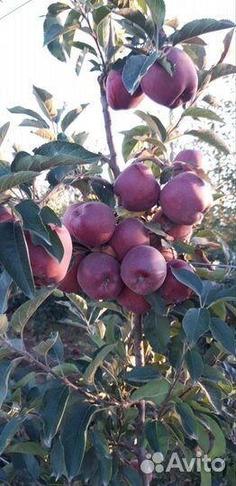 Яблоки сорта Джерамин