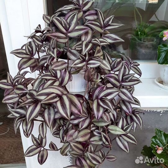 Традесканция зебрина