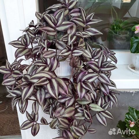 Традесканция зебрина