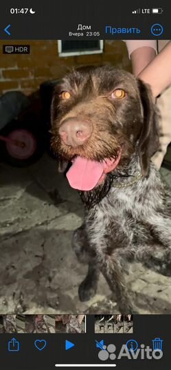 Дратхаар девочка нашли