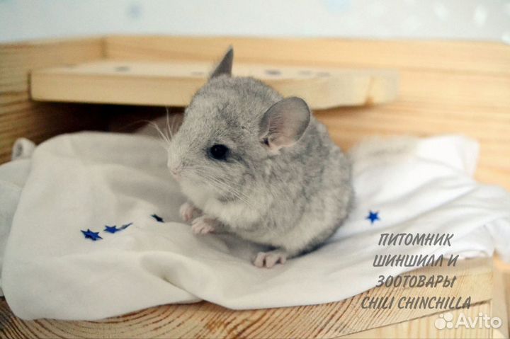 Питомник шиншилл. Шиншиллы, девочки и мальчик