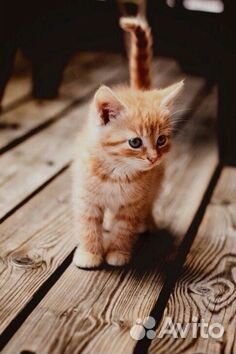 Рыжий метисик Мэйн Куна и Британки