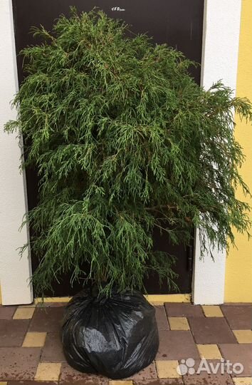 Туи, кипарисовик, хвойные в ассортименте