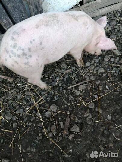 Поросенок ландрас