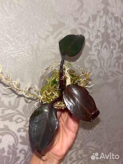 Комнатные растения цветы