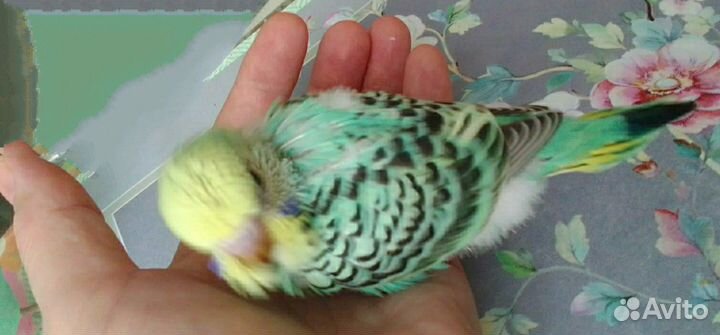 Птенцы волнистый попугай