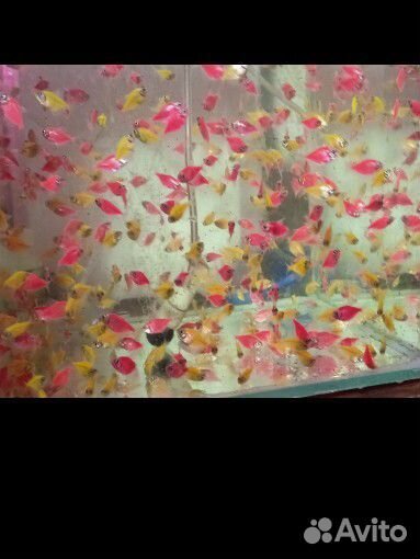 Рыбки тернеции