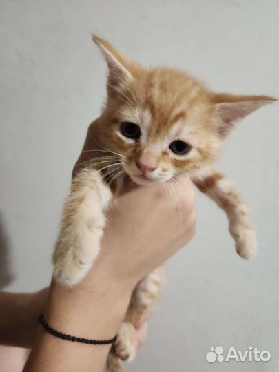 Кошки бесплатно