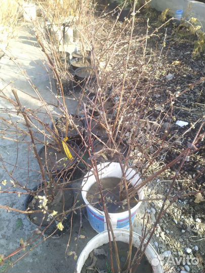 Саженцы яблони, груши, смородина, жимолость