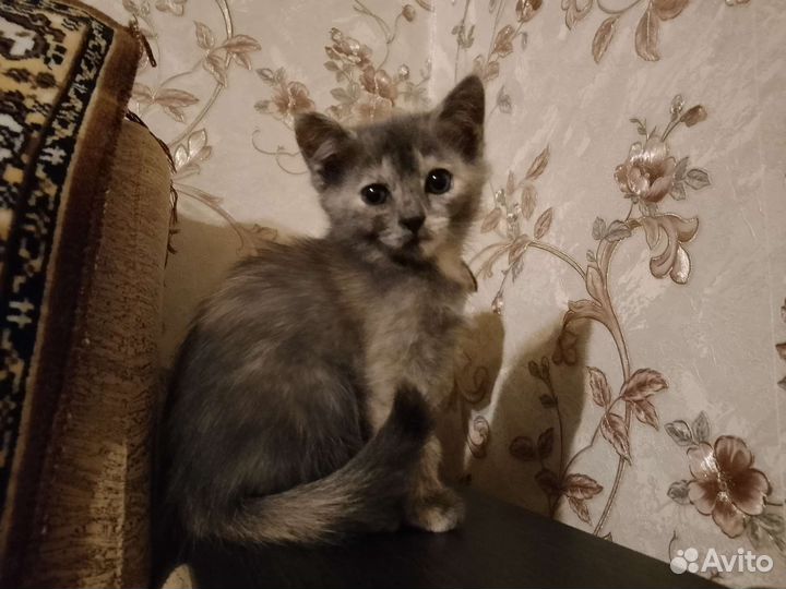 Котята в добрые руки бесплатно