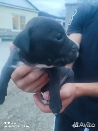 Собаки щенки