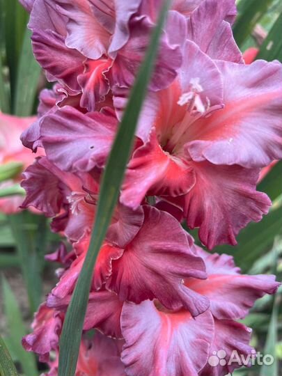 Цветы букет гладиолусы юбилей