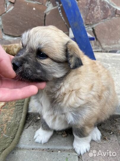 Щенки от японского шпица