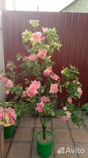 Дерево розы