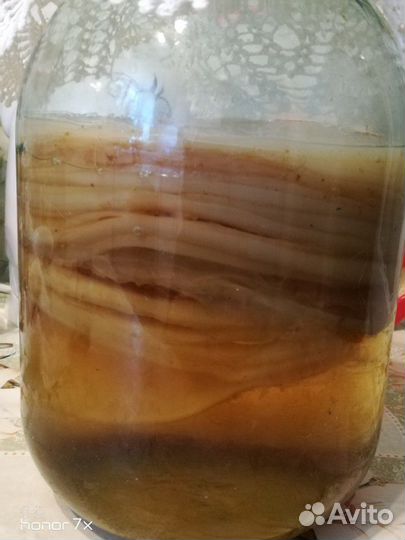 Чайный гриб вместе С банкой