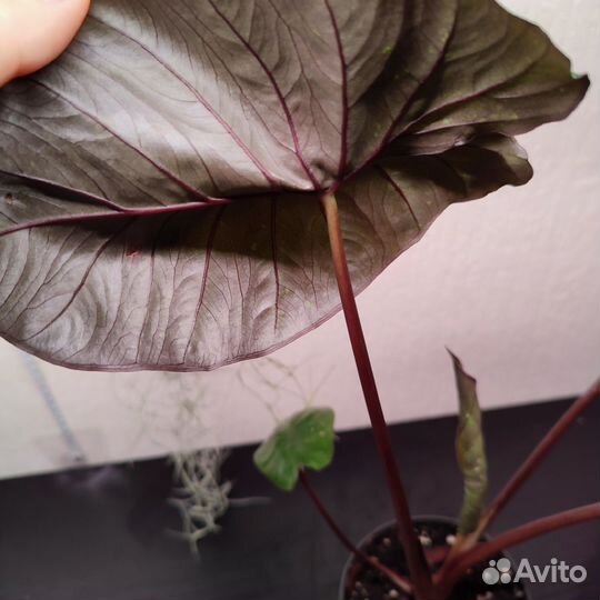 Алоказии разные сорта, детки, клубни