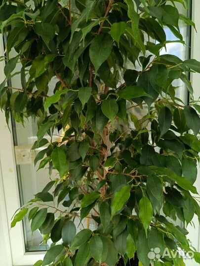 Комнатный цветок 