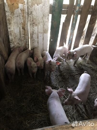 Поросята