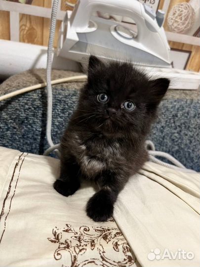 Черный котенок бесплатно