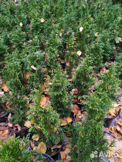 Туя смарагд