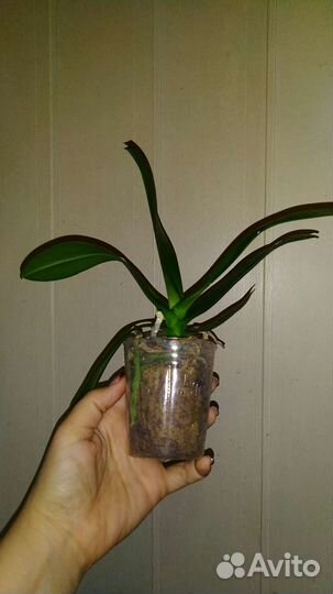 Орхидея Ching Ann Diamond пелорик