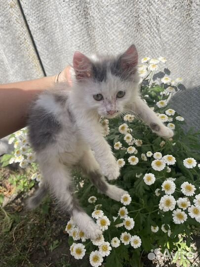 Домашние животные кошки