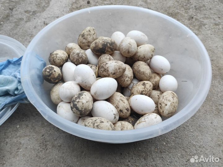 Яйца гусиные