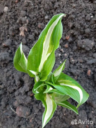 Хоста растение