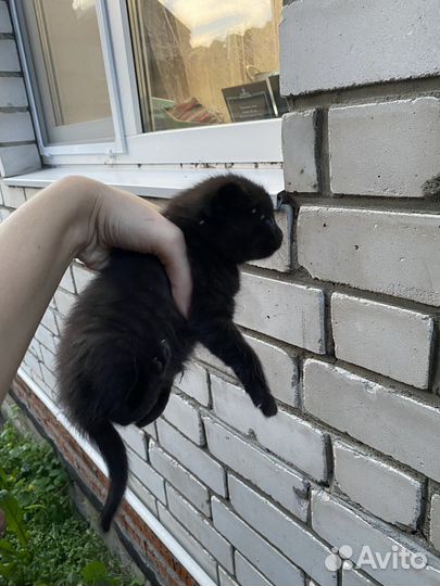 Метисы шотландской