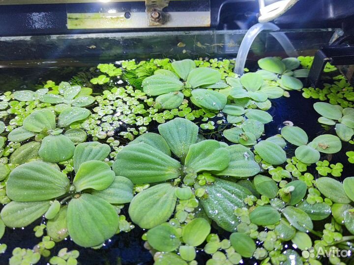 Растения для аквариума, аквариумные