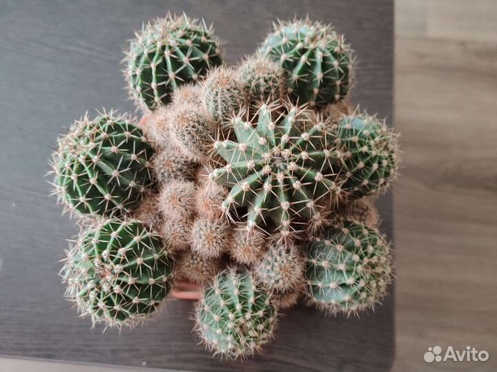 Кактус Эхинопсис трубкоцветный