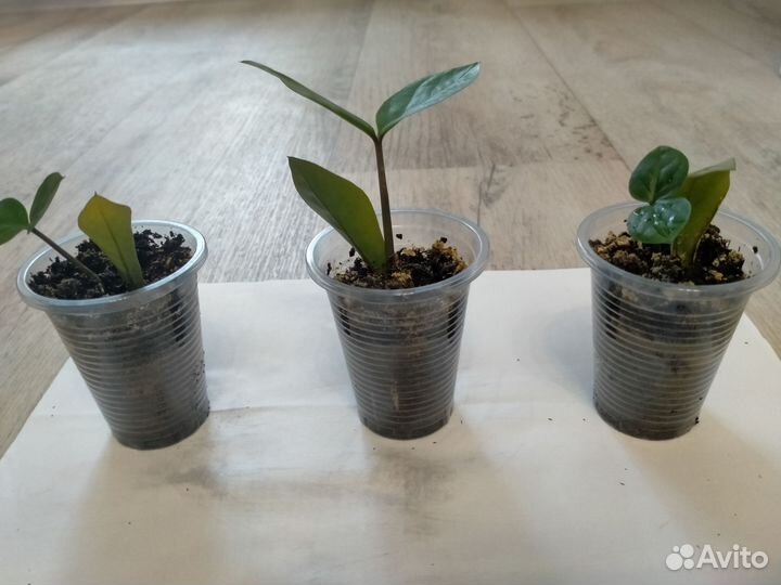 Замиокулькас