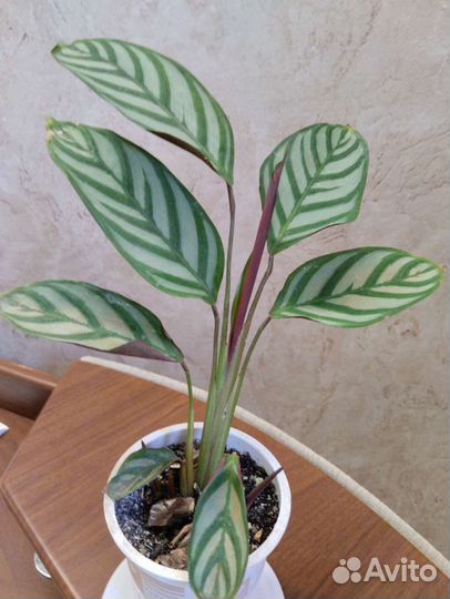 Ктенанта комнатное растение