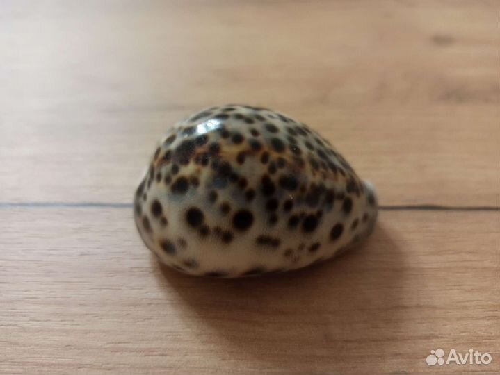 Морская раковина