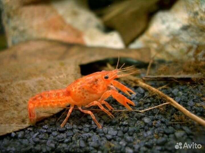Рак мексиканский карликовый