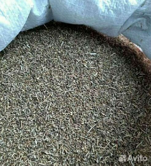 Семена люцерны сорта,Славянская местная