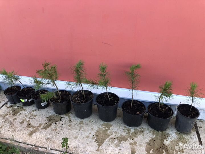 Саженцы сибирского кедра