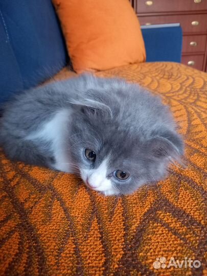 Котенок вислоухий