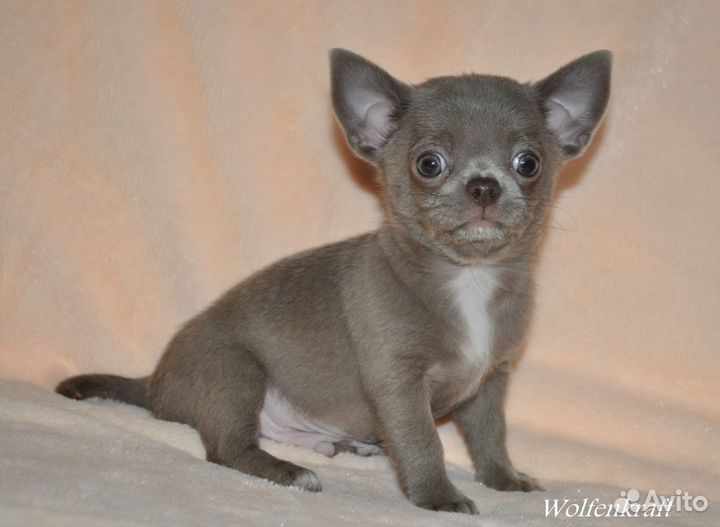 Красотун лиловый