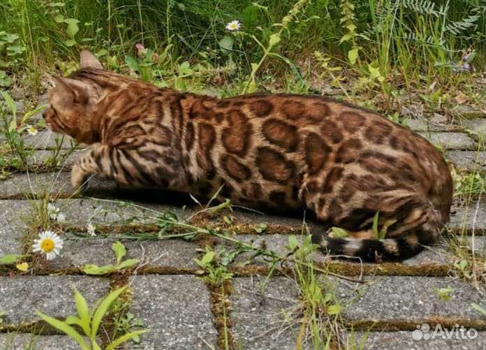 Бенгальский кот производитель вязка
