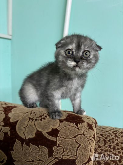 Шотландские вислоухие котята
