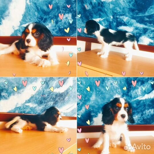 Кавалер кинг чарльз спаниель РКФ