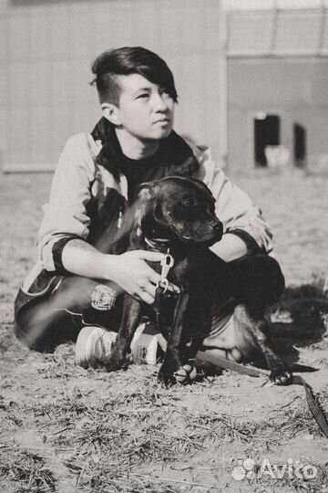 Дрессировка собак Одинцово, Трехгорка, Сколковский